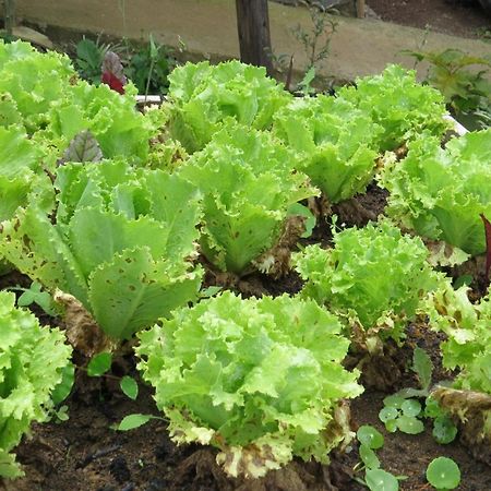 Rinconcito Verde Ujarrás 외부 사진